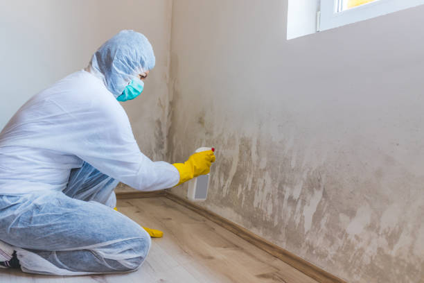 Black mold inspection in Carlstadt